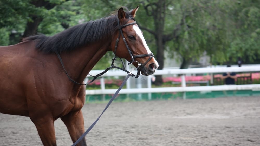 画像・写真｜大きくも小さくもないトウカイテイオーがなぜ「名馬」に 