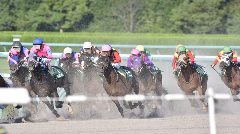 画像・写真｜獣医師 日本のビッグレースで栗毛馬をあまり見かけ