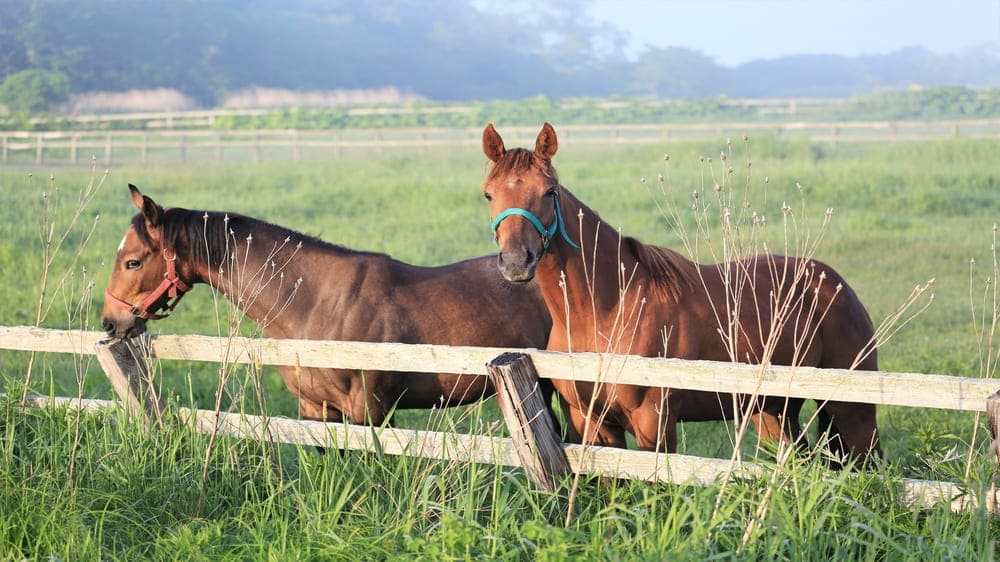 (4ページ目)獣医師 なぜ兄弟でも競走馬の成績は「天と地」ほど違うのか? 血縁でも遺伝子の組み合わせはこんなに変わる 生物学・遺伝学に基づく ...