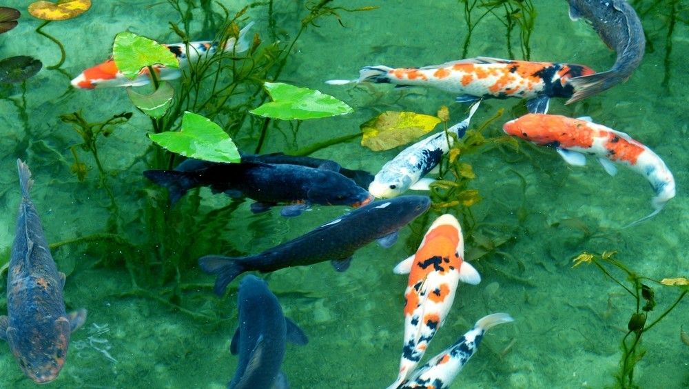 登竜門」の語源「鯉の滝登り」は立身出世のシンボル。無数にいる魚の中