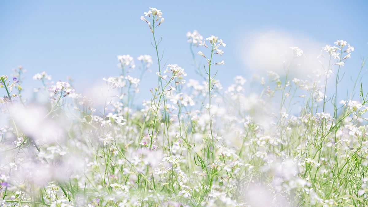 追悼 西田敏行さん 福島県出身で阪神ファン。強くてやさしい、心に鬼を