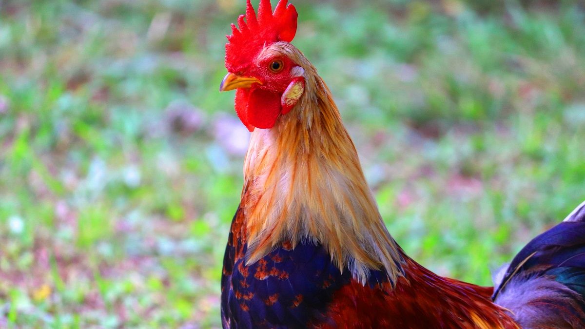 82歳女性が飼っている雄鶏の「コッコ」。朝の鳴き声が近所迷惑、ヘルパーさんを追いかけて突っつく…それでも大切にしているのは「命の恩人」だから ...