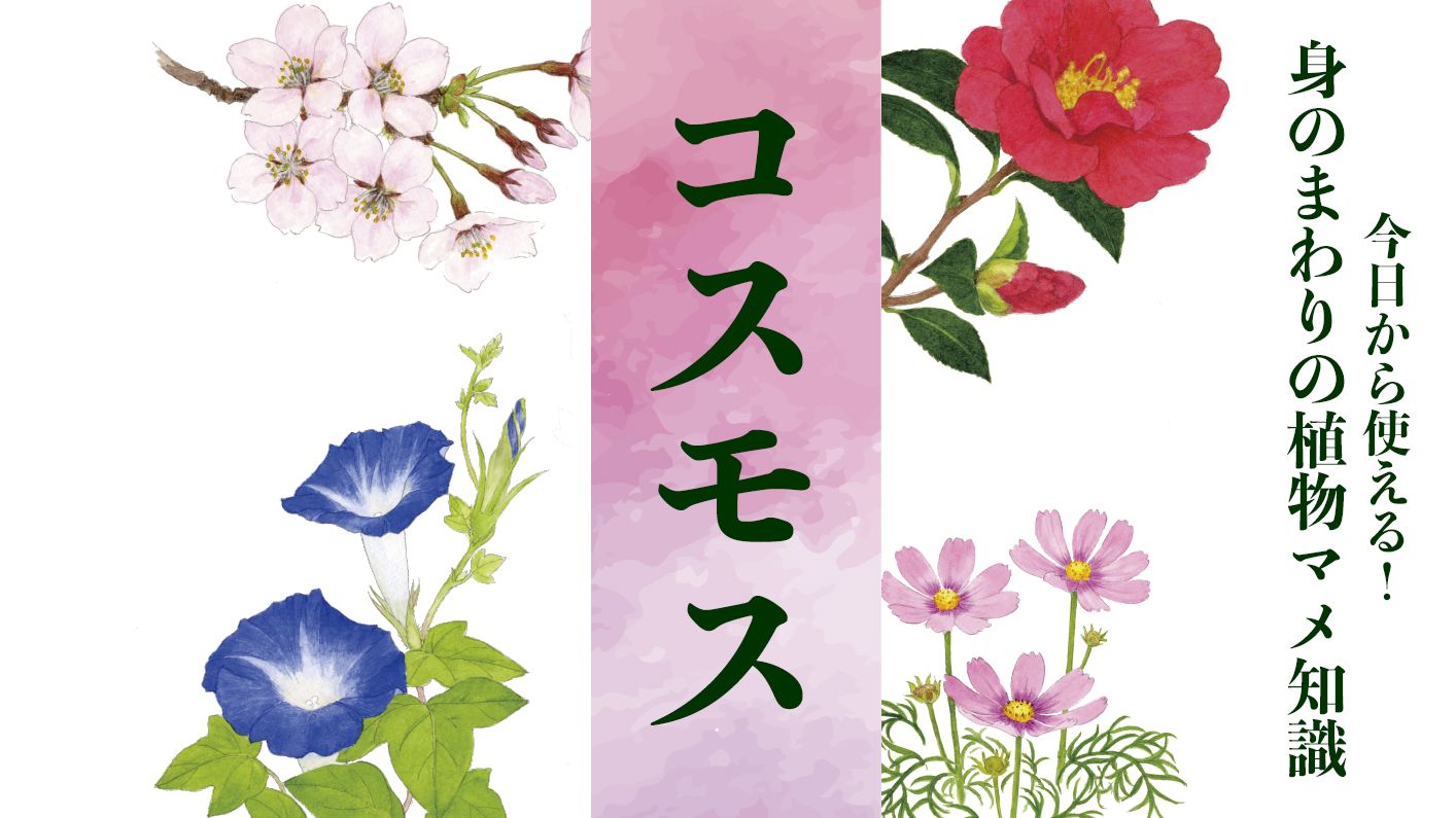 秋桜 コスモス 本格的な秋を知らせる花 葉っぱで夜の長さをはかって 冬の訪れを2か月前に察知する 教養 婦人公論 Jp