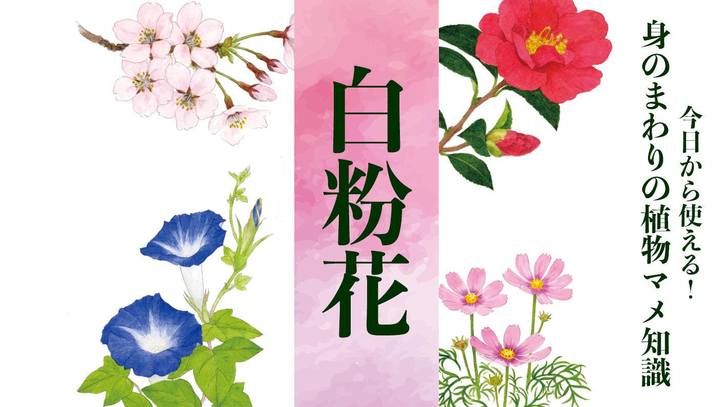 白粉花 オシロイバナ 別名 飯炊き花 英語名は フォー オクロック 夕方になると花開く 身のまわりの植物マメ知識 教養 婦人公論 Jp