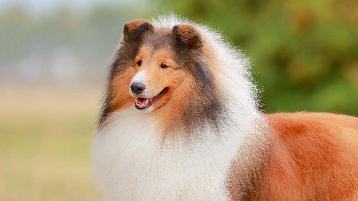 昭和/レトロ ラビットファー使用 ドッグ/犬 コリー ? 昭和のコリー達 - コリー専門ブリーダー マザーレイク犬舎