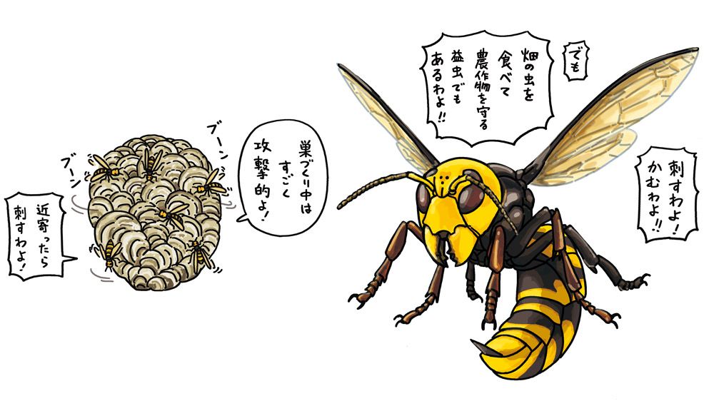 画像 写真 スズメバチ で毒針をもつのはメスだけ 24時間かけて相手を弱らす コモドオオトカゲ 毒もちの生きものはこんなにすごい すごい毒の生きもの図鑑 教養 婦人公論 Jp