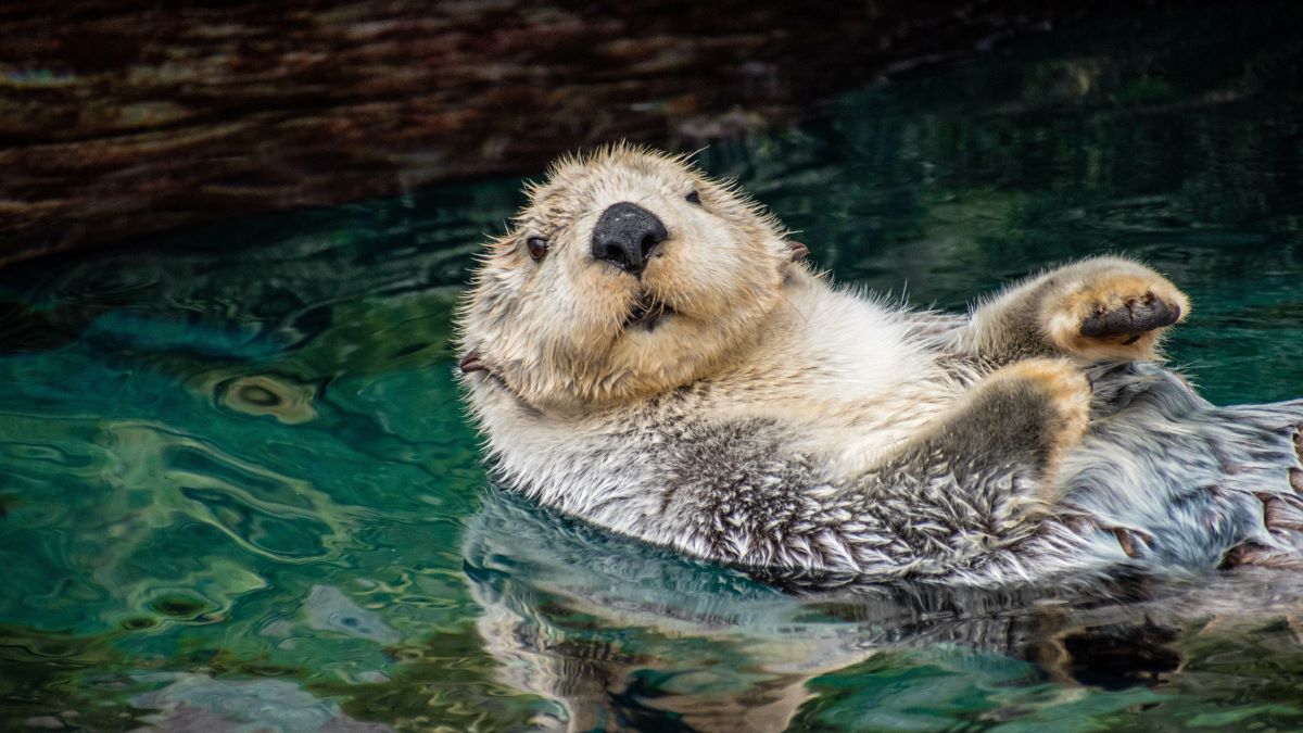 ラッコ rakko_01-328x197.jpg