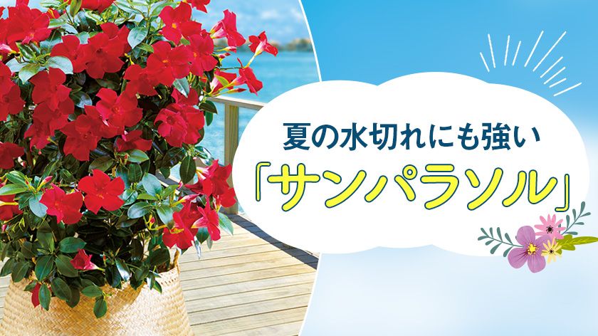 夏のガーデニングの主役 サンパラソルの魅力 健康 婦人公論 Jp 夏のガーデニングの主役 サンパラソルの魅力 健康 婦人公論 Jp