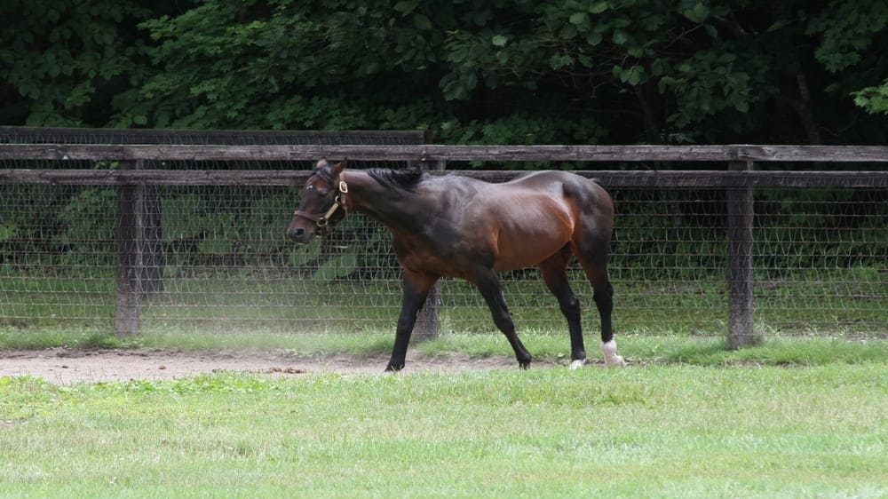 獣医師 Galileoを父に持つ「G１勝ち馬」は約100頭にも。至宝種牡馬