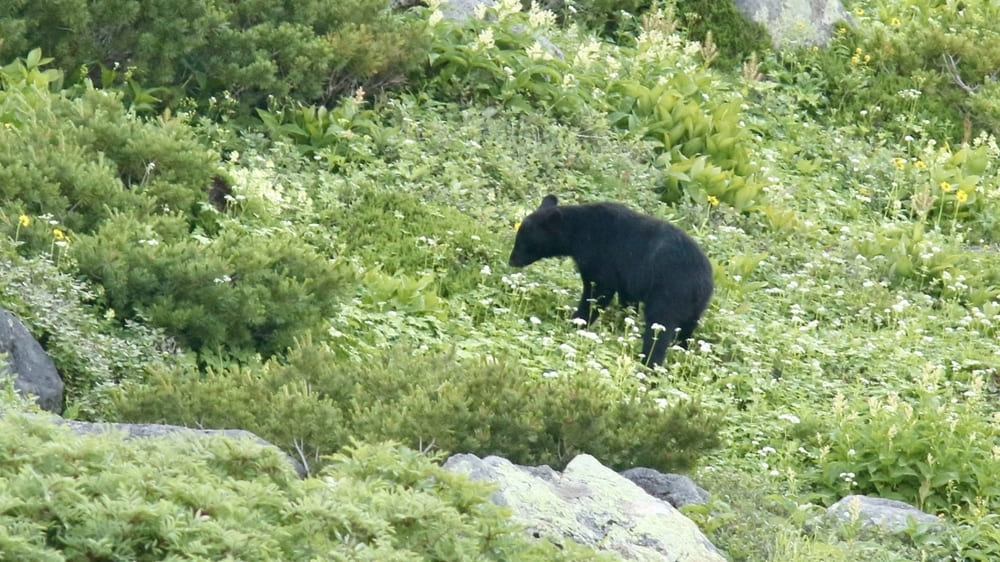 画像・写真｜山菜採り中、子連れのクマに遭遇した岩手県の男性。杖で