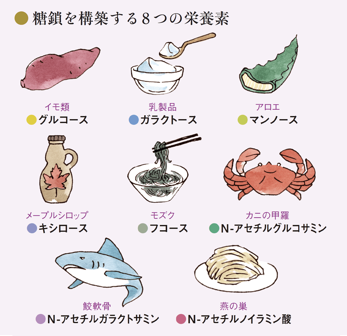 糖鎖を構築する8つの栄養素