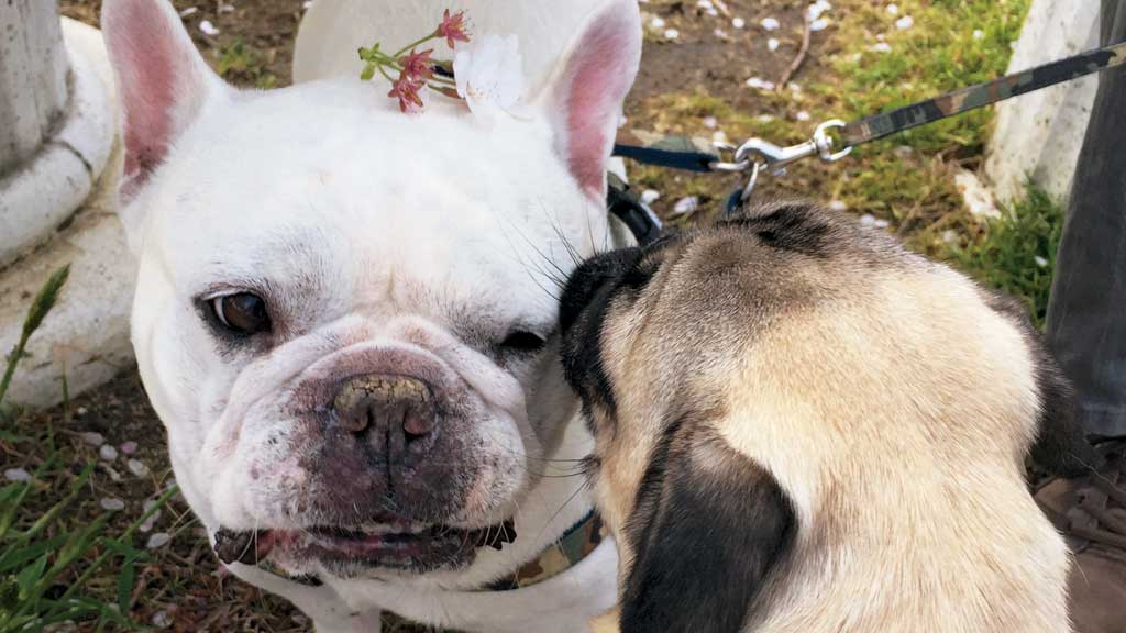 食いしん坊のパグには 桜の花もおやつに見える フォトエッセイ 人間関係 婦人公論 Jp 食いしん坊のパグには 桜の花もおやつに見える フォトエッセイ 人間関係 婦人公論 Jp